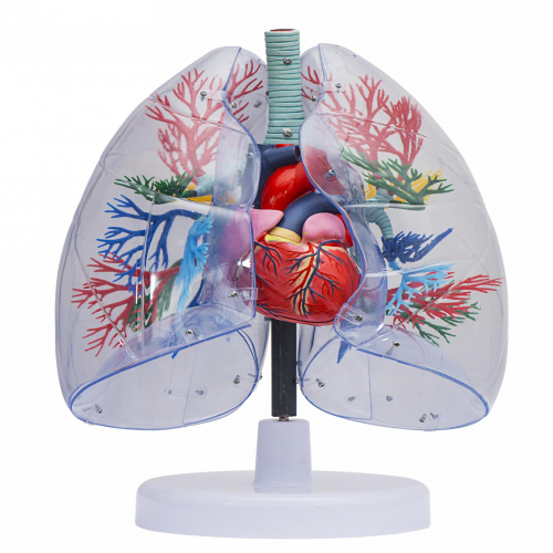 透明肺、氣管、支氣管連心臟模型
