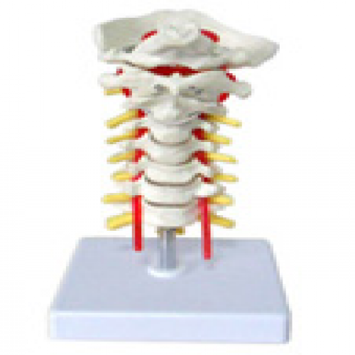 枕骨頸椎和椎動脈脊神經(jīng)模型